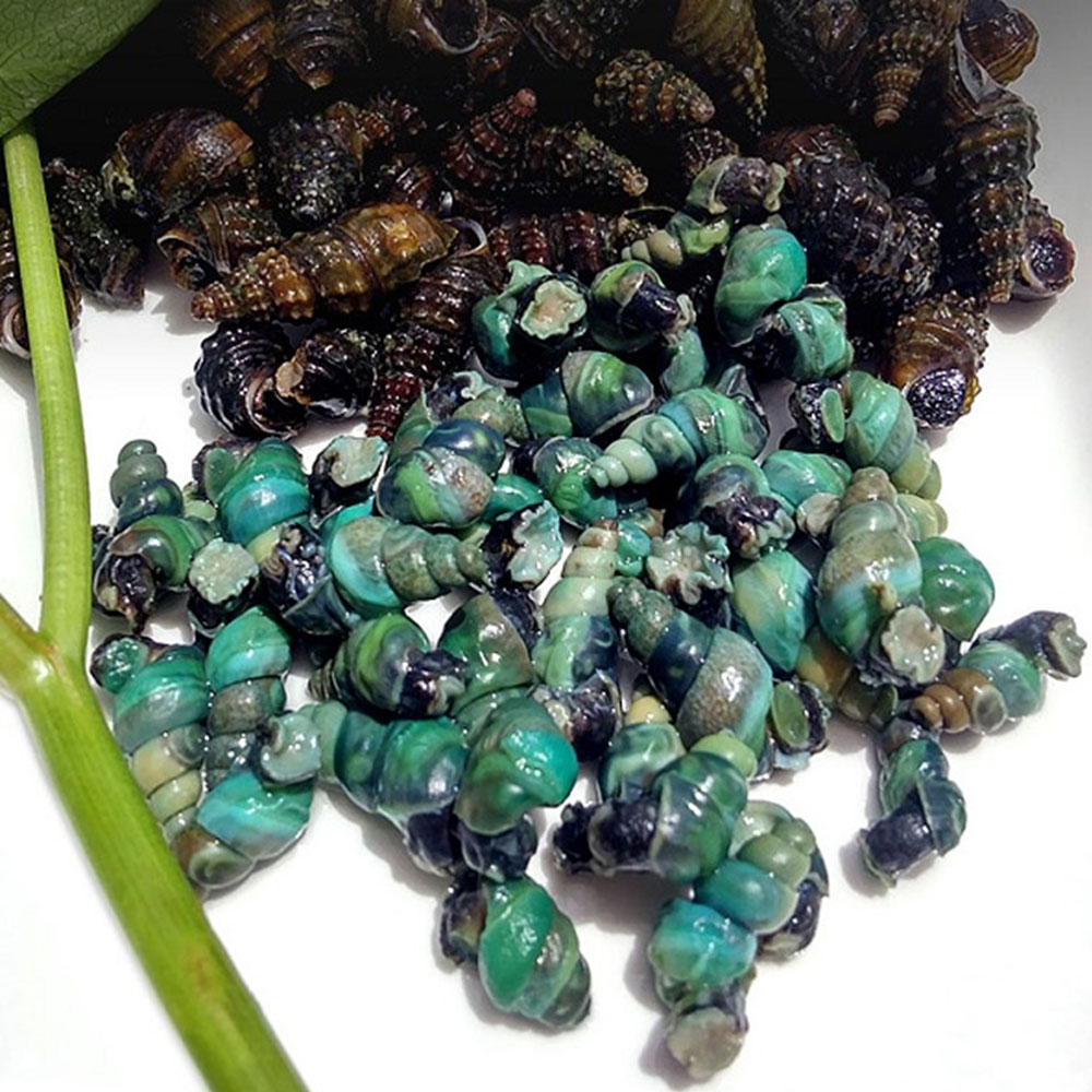 자연산 깐다슬기 SET