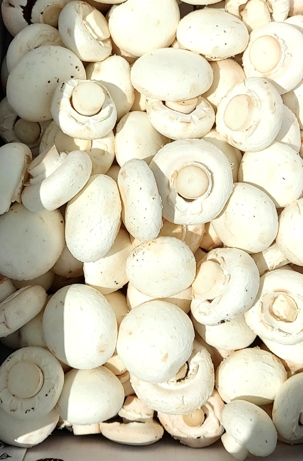 못난이 양송이버섯 2kg