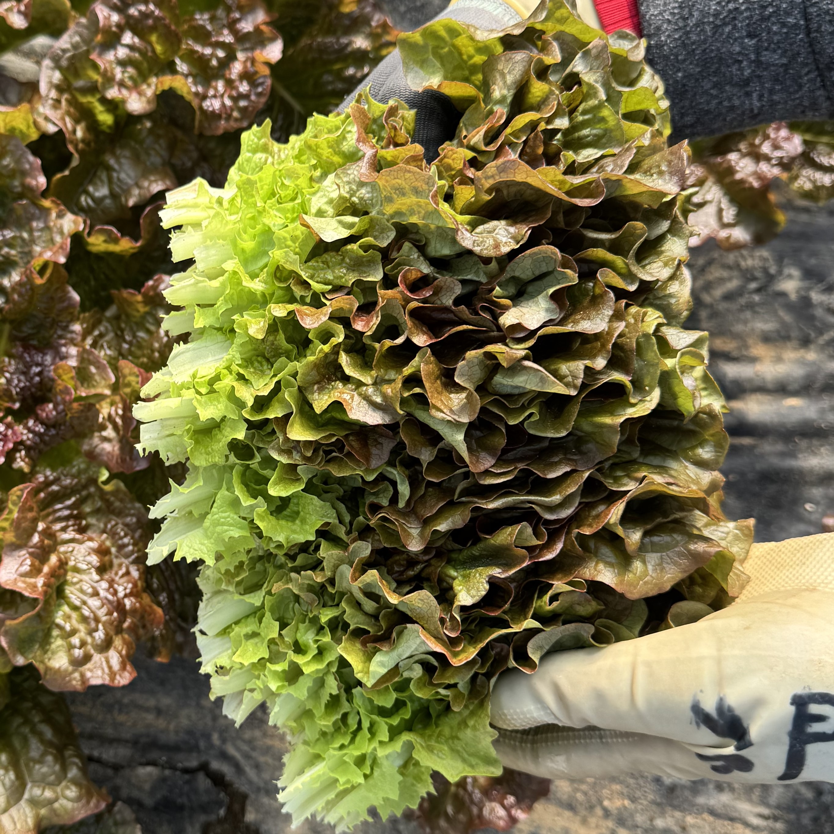 국산 적상추 1kg