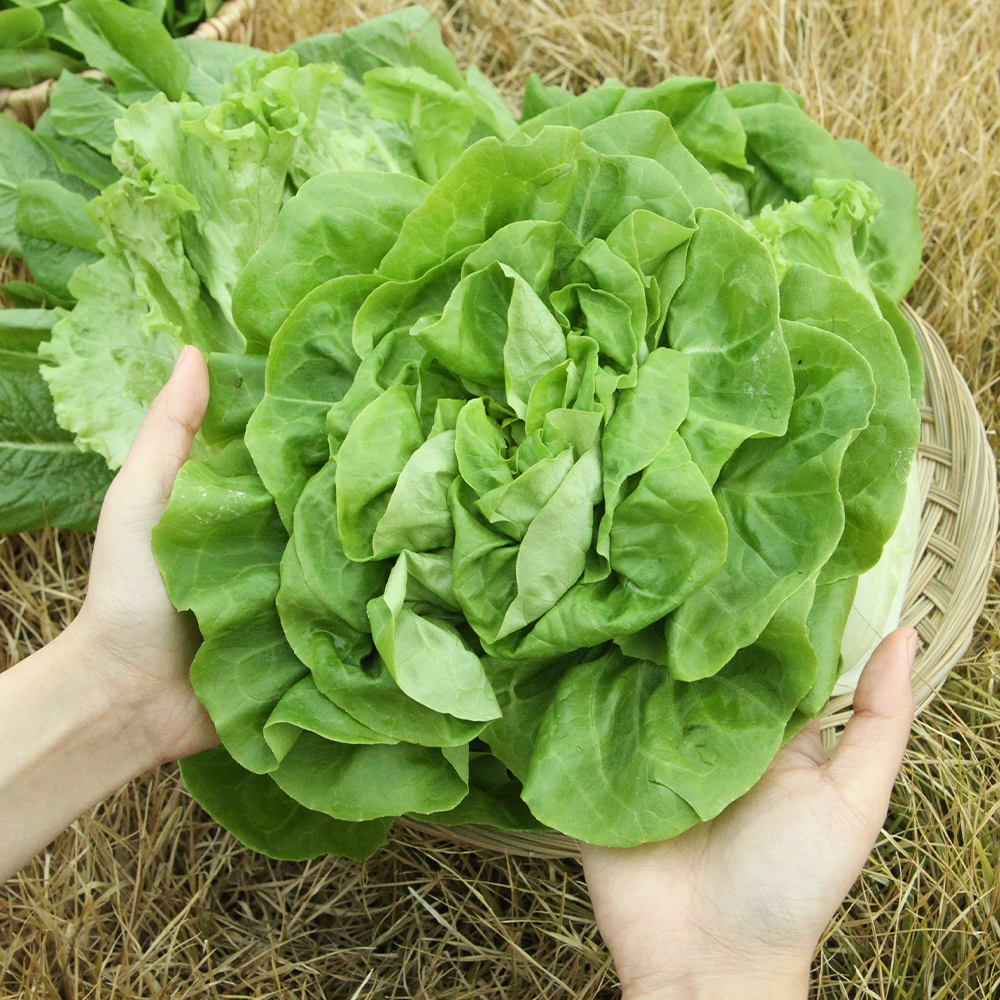 유러피안 샐러드 채소 800g