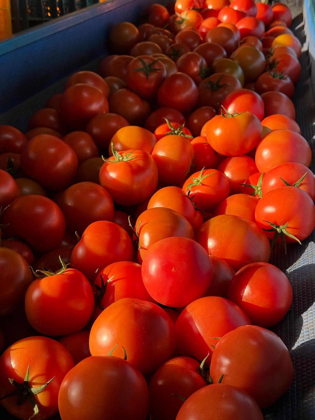 경주 완숙 찰 토마토 5kg