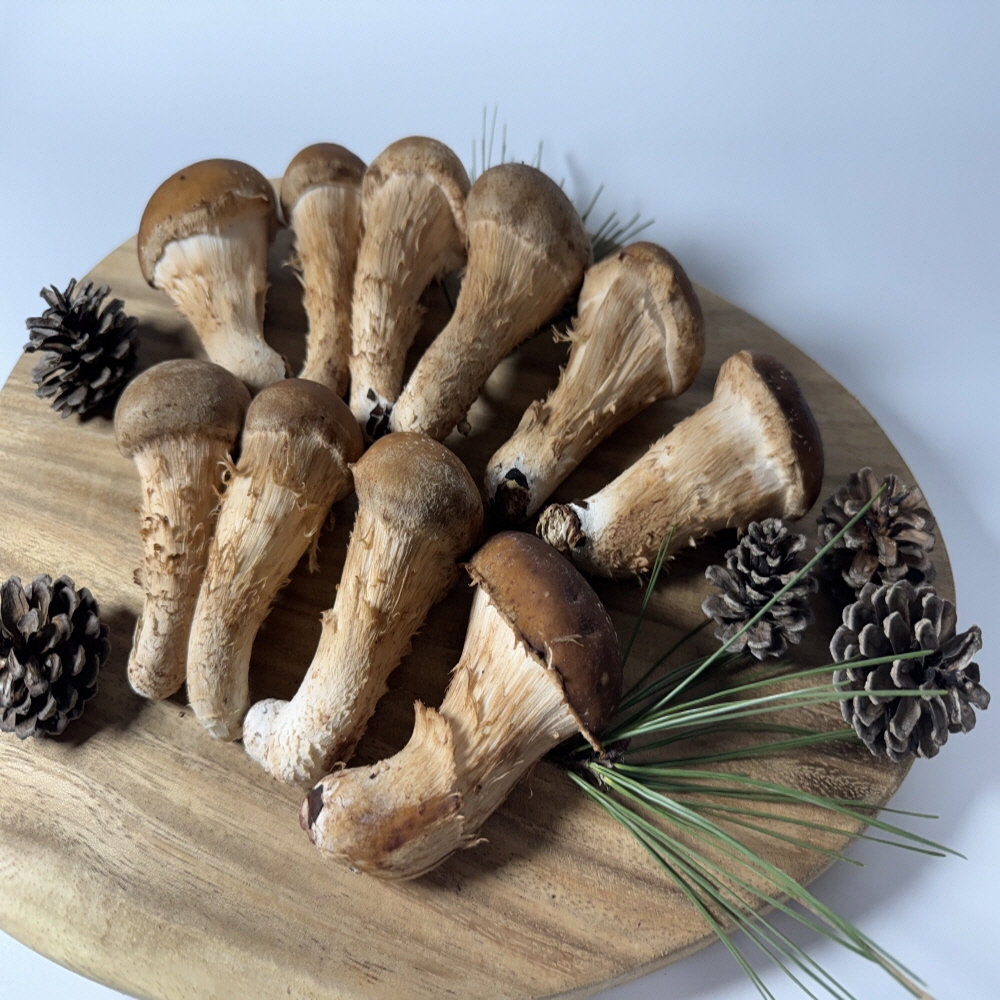 무농약 참송이버섯 500g