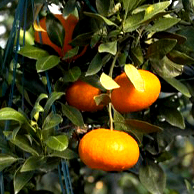 제주 감귤 고당도 레드향 1SET