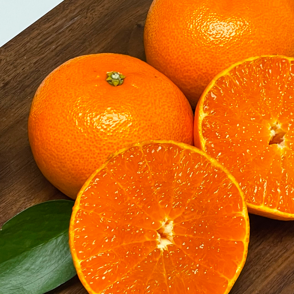 고당도 제주 천혜향 SET