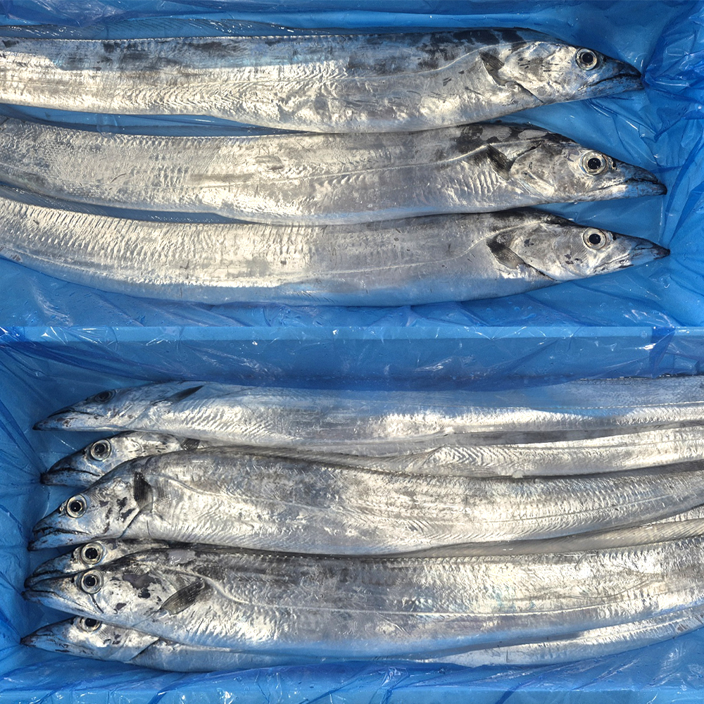 제주 통 은갈치