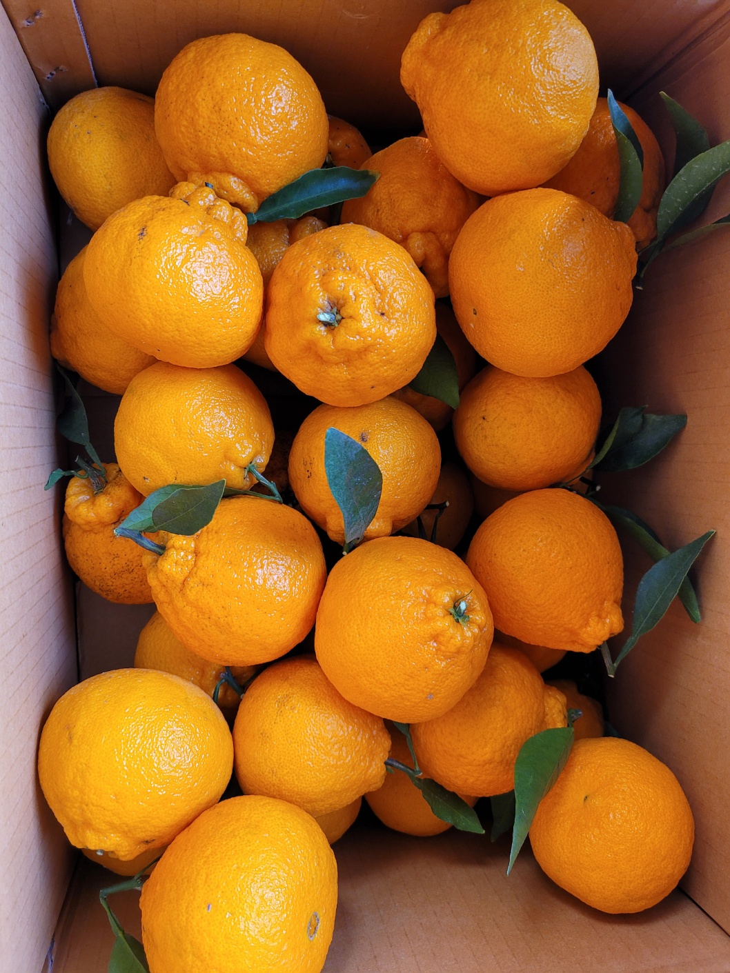 제주 한라봉 5kg