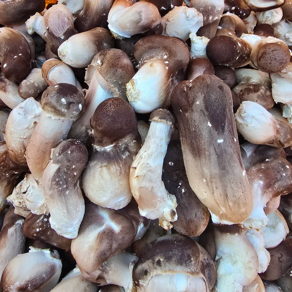 무농약 참송이버섯 500g