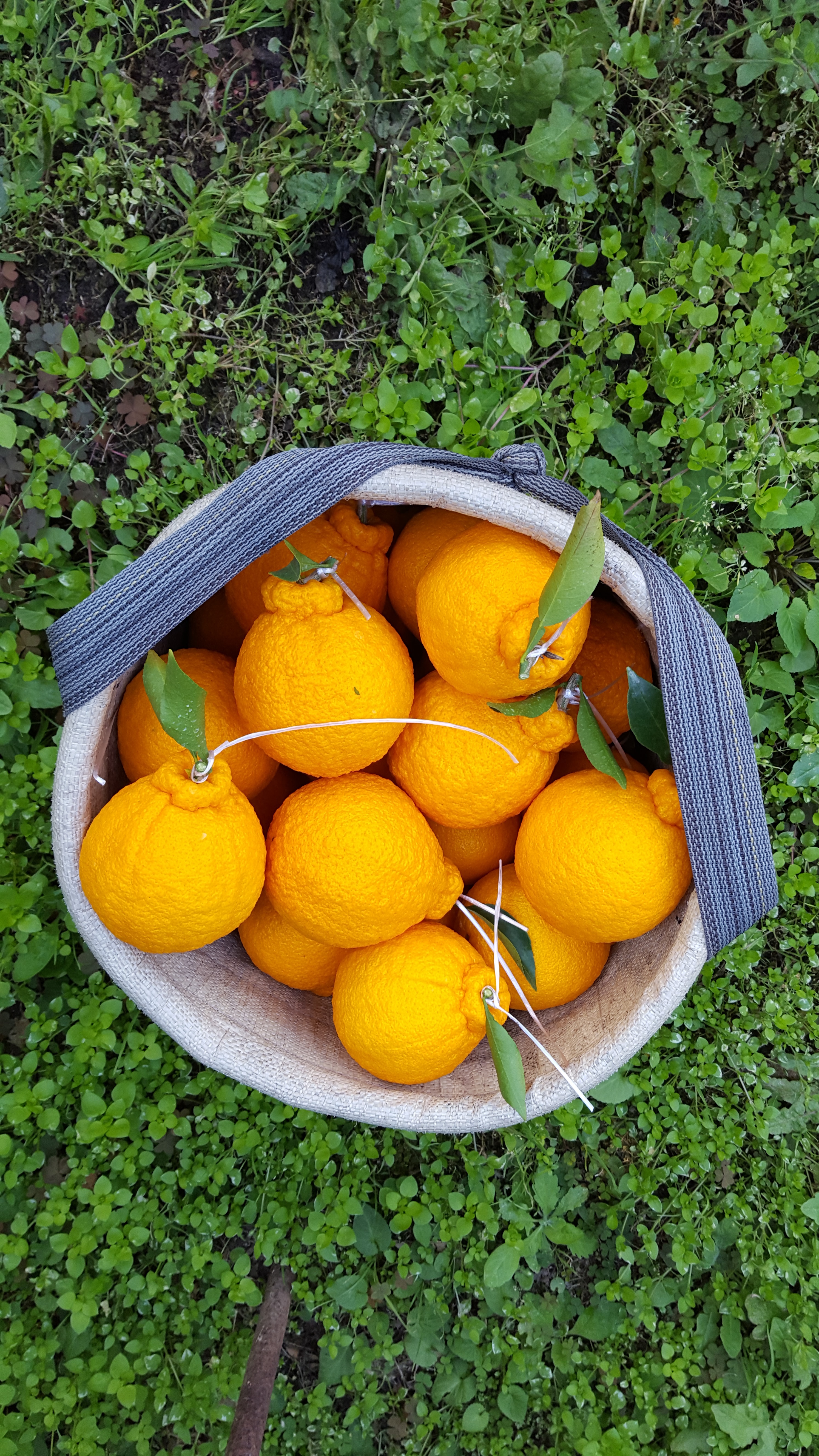 제주 서귀포 한라봉 5kg