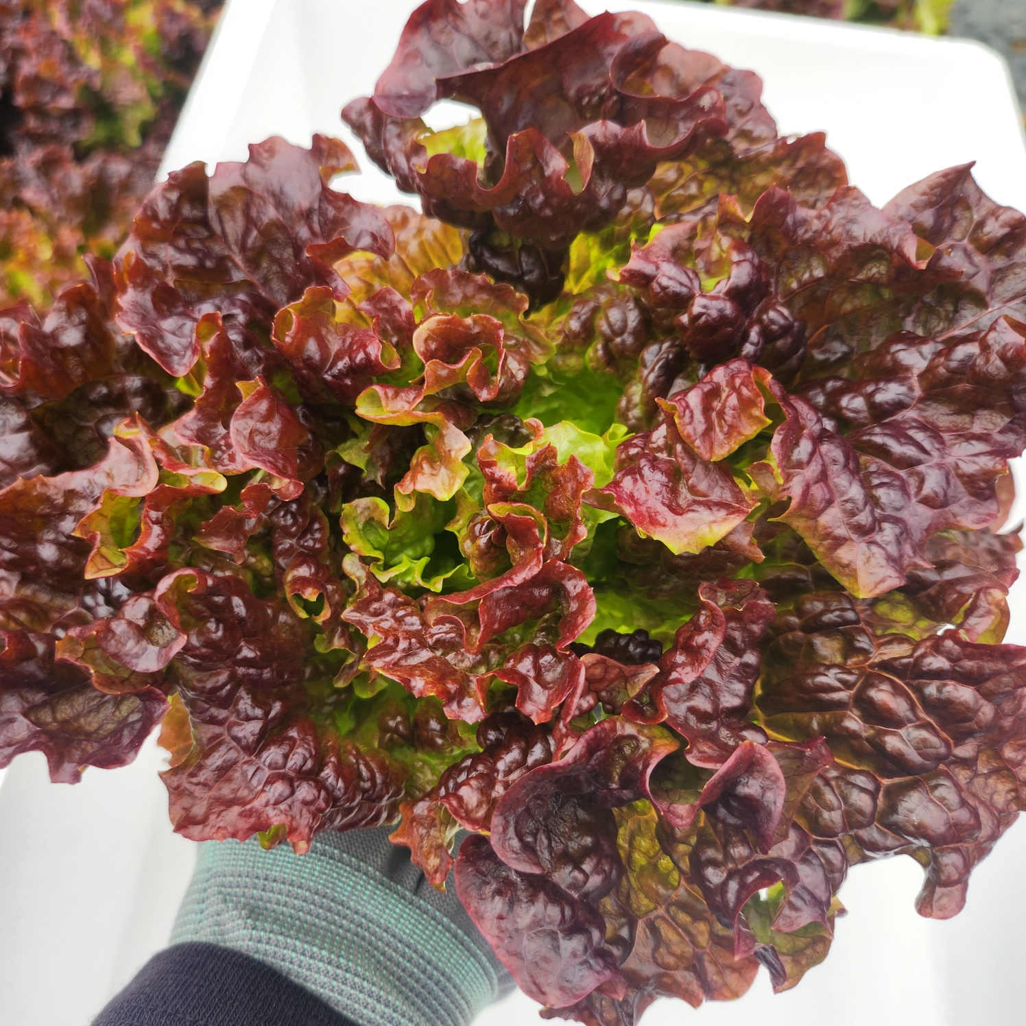 겨울 포기상추 1kg