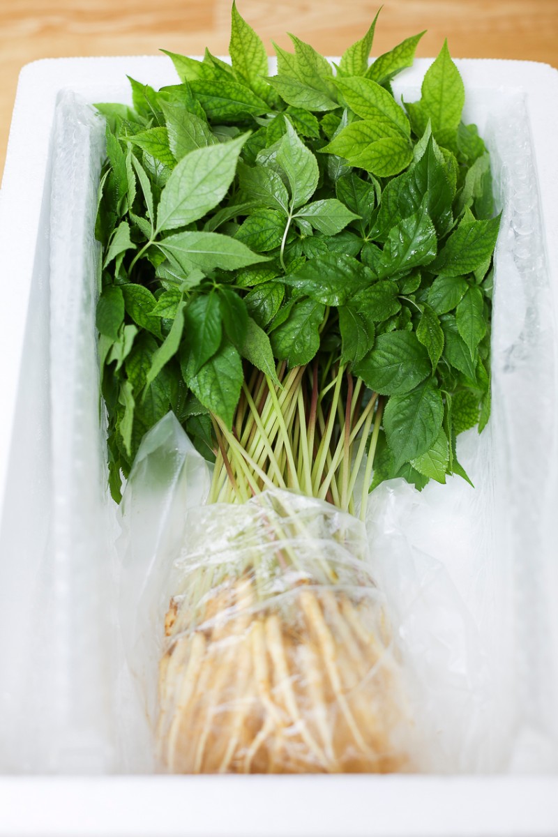 국산 무농약 새싹삼 SET