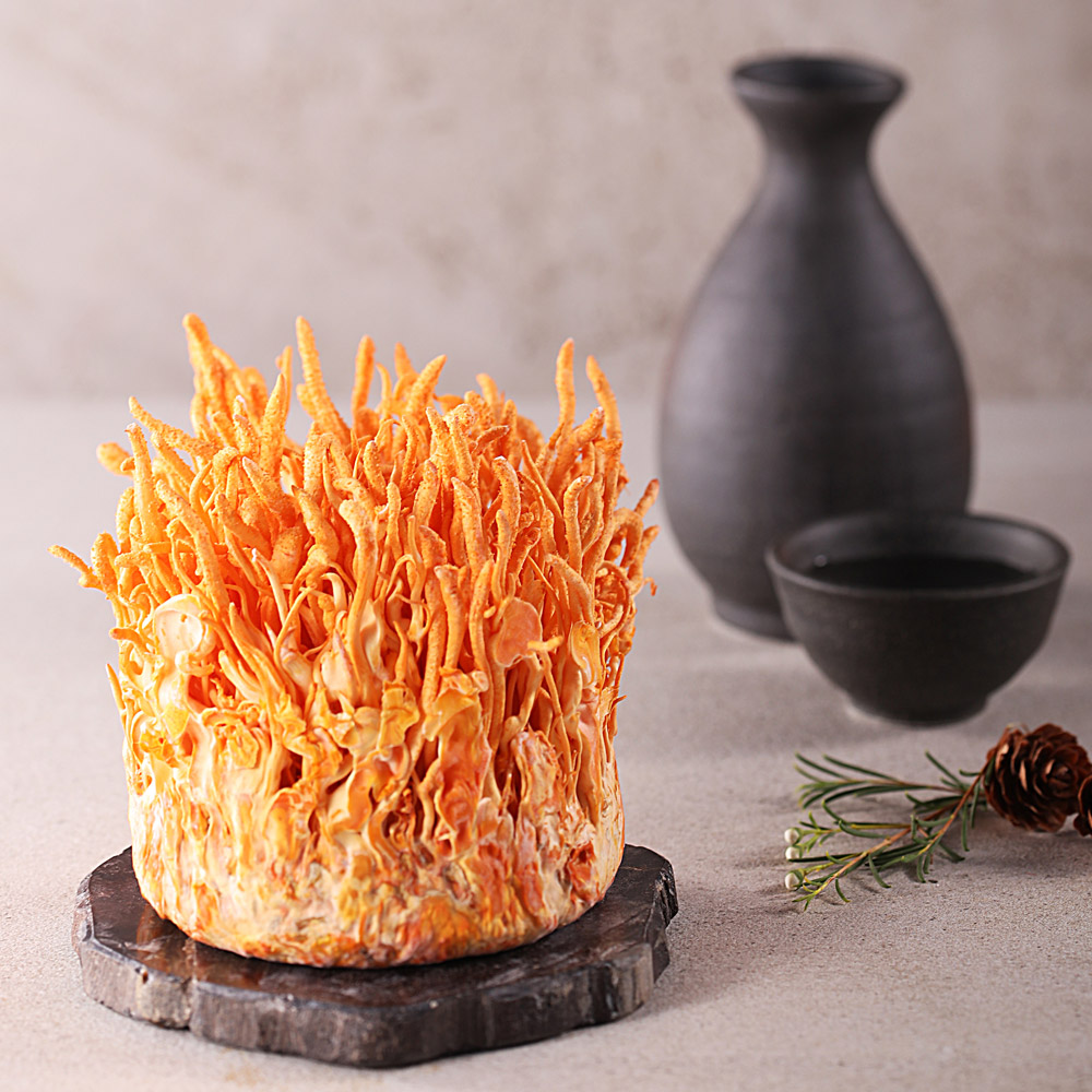 귀리 먹은 동충하초 SET