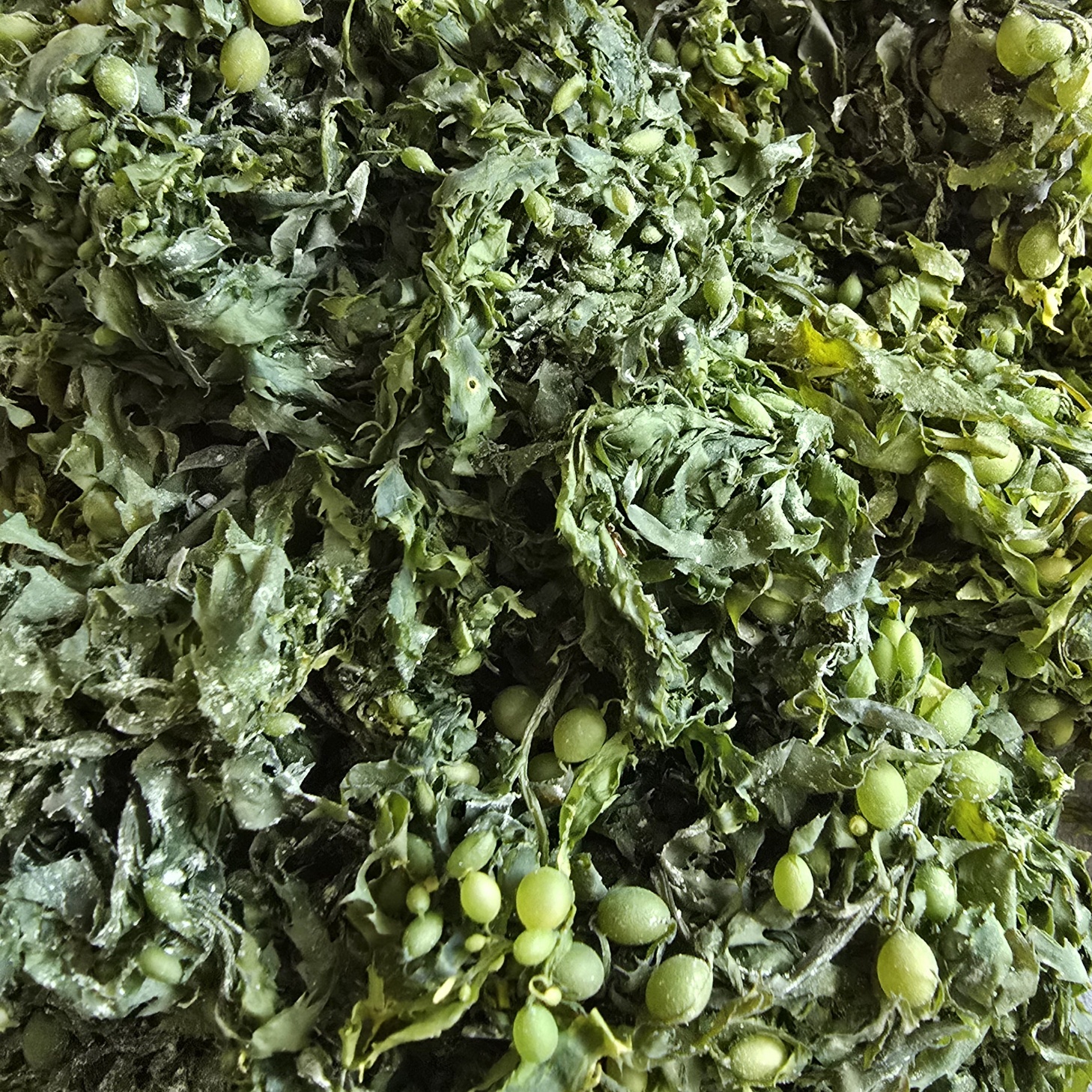 국내산 말린 모자반 250g