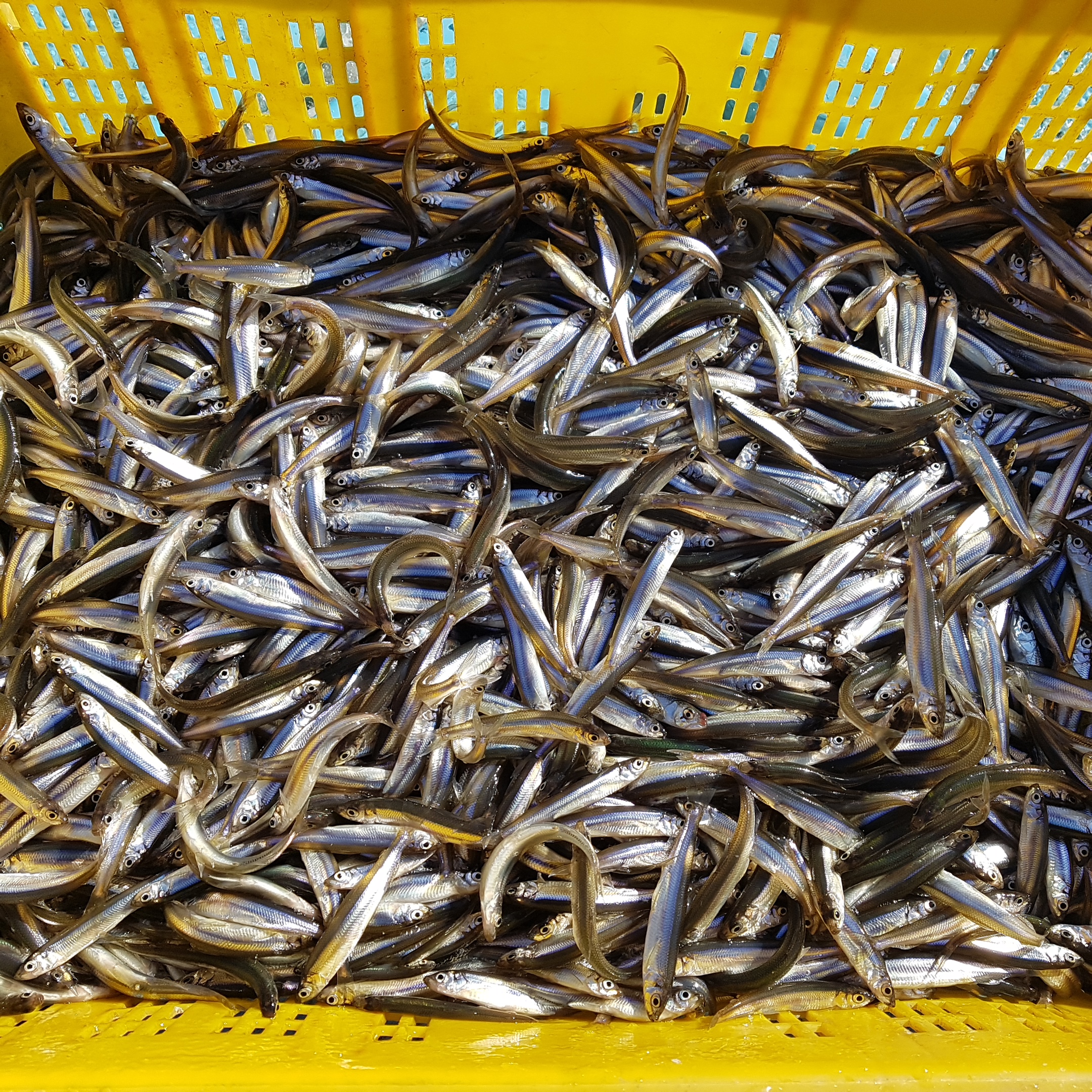 국산 냉동 빙어 SET