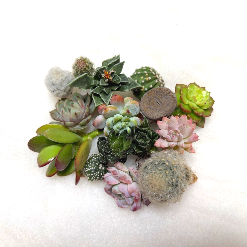 미니 다육식물 SET
