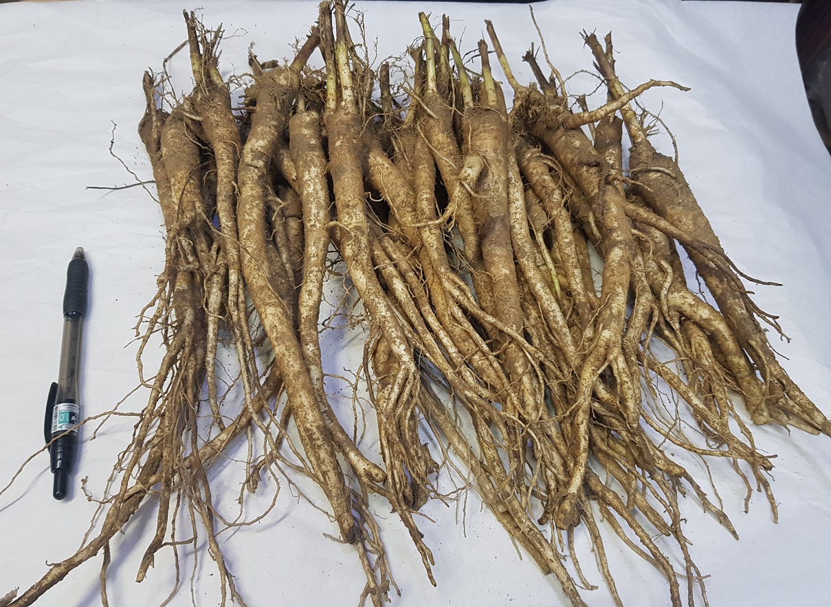 국산 약도라지 1kg