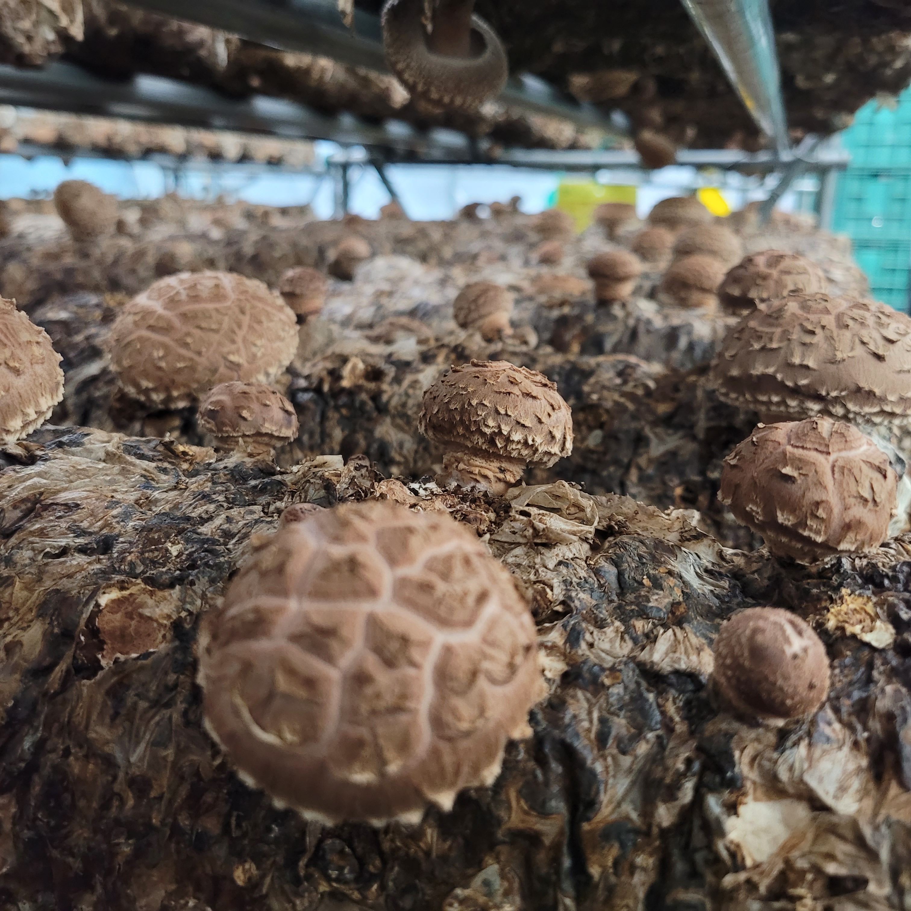 국내산 무농약 표고버섯 1kg