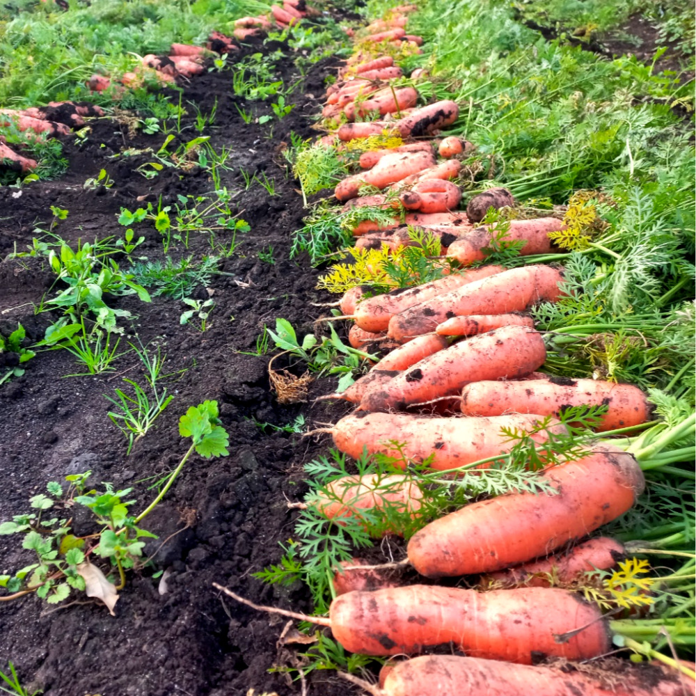 제주 구좌 흙당근 3kg