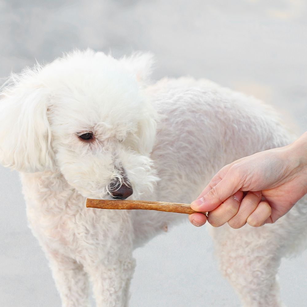 강아지 낙타고기 간식 SET