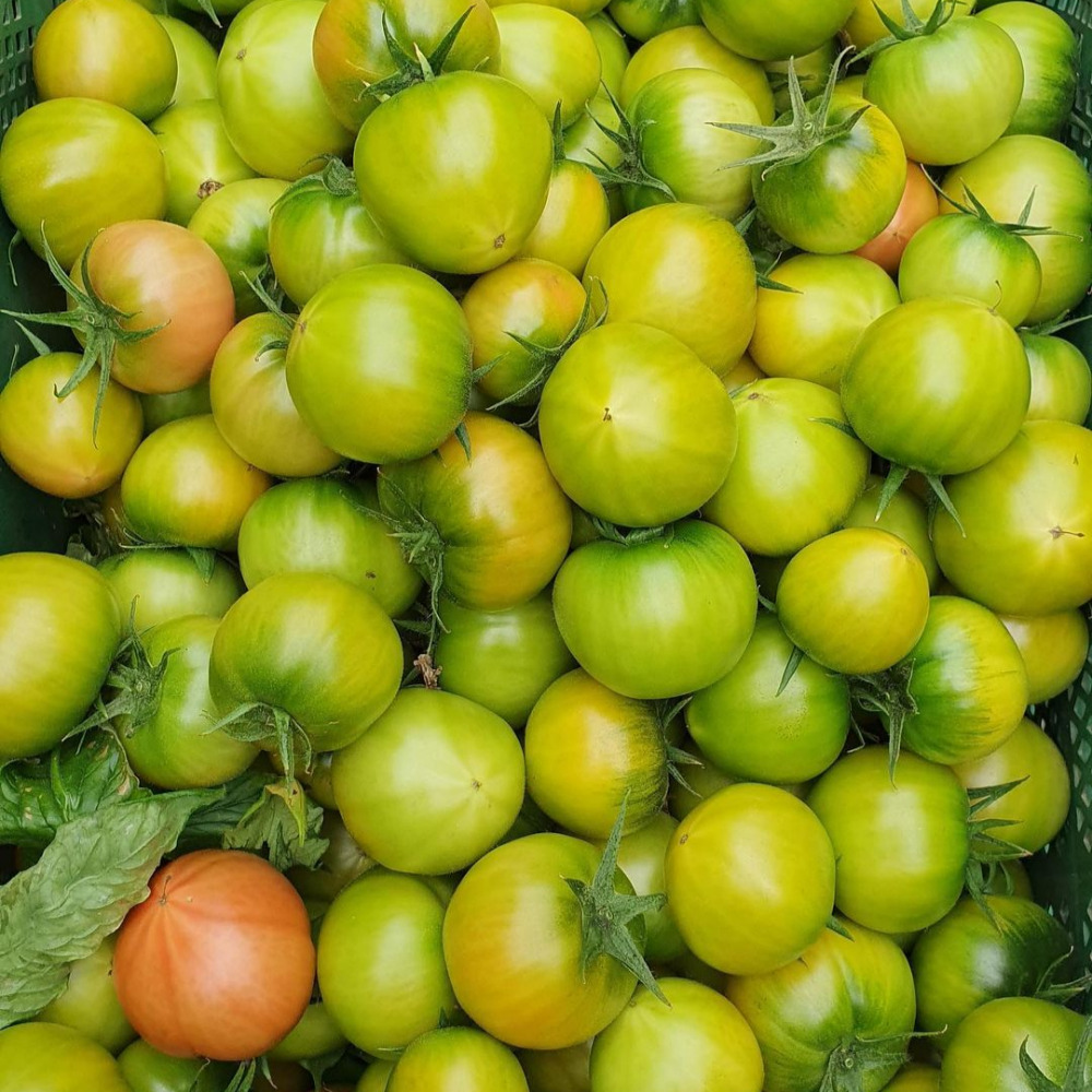 짭잘이토마토 2.5kg (2S~S)