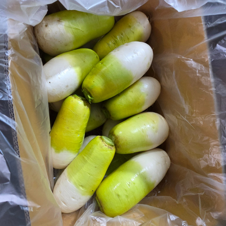 제주 세척 월동무 5kg