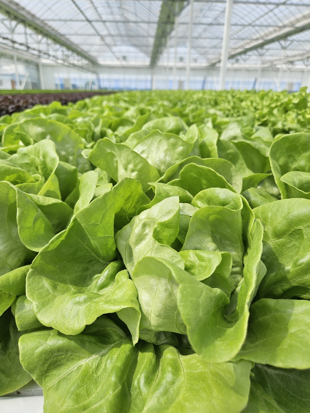 유러피안 채소 1kg