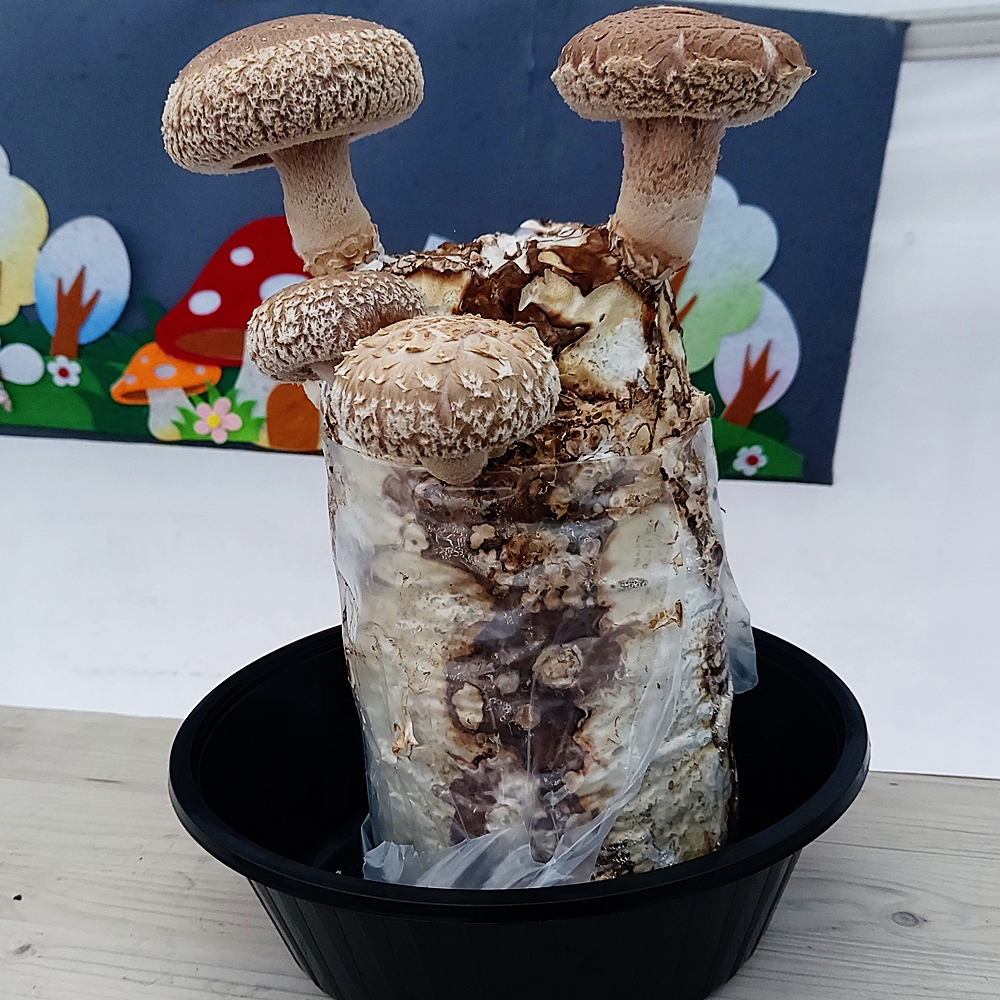 표고버섯 키우기 키트 2SET