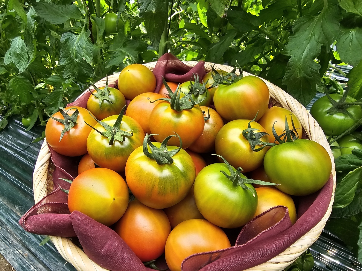 짭짤이 토마토 2.5kg